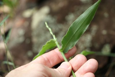 Urochloa foliosa, photographed by Greg Tasney