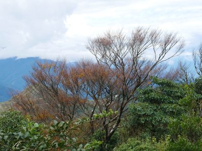 Fagus hayatae, photographed by Jacy Chen