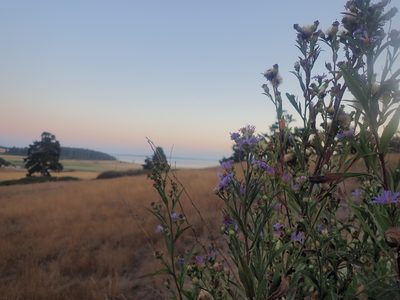 Symphyotrichum chilense, photographed by Rand Workman