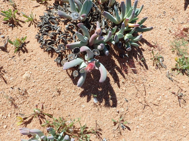 Cheiridopsis denticulata, photographed by Peter Warren