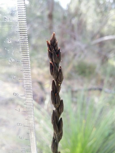 Haemodorum spicatum, photographed by Helium Luo