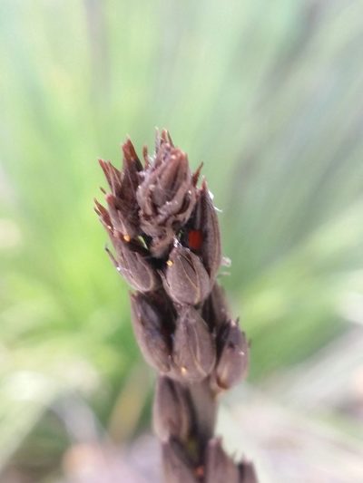 Haemodorum spicatum, photographed by Helium Luo