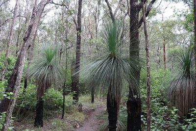Xanthorrhoea glauca, photographed by Greg Tasney