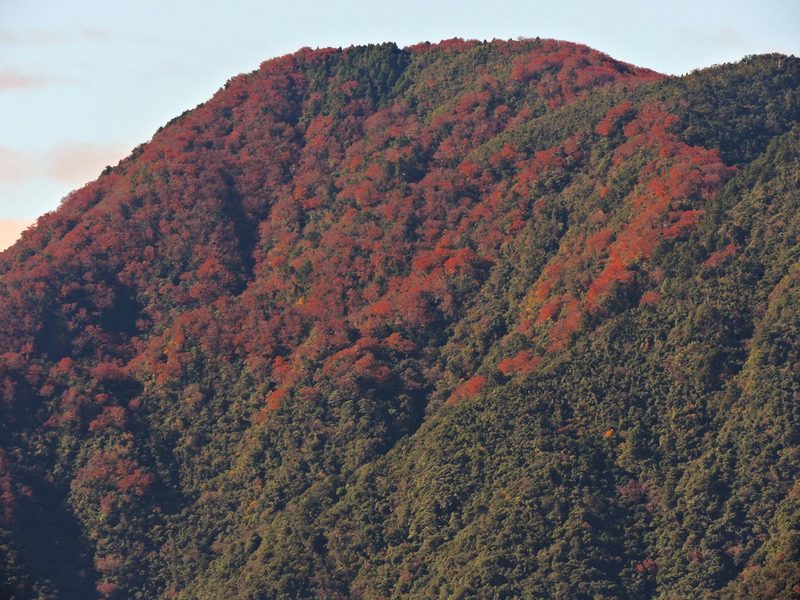 Fagus hayatae, photographed by Jacy Chen