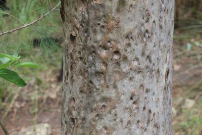Corymbia variegata, photographed by Greg Tasney