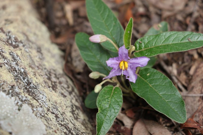 Solanum tetrathecum, photographed by Greg Tasney