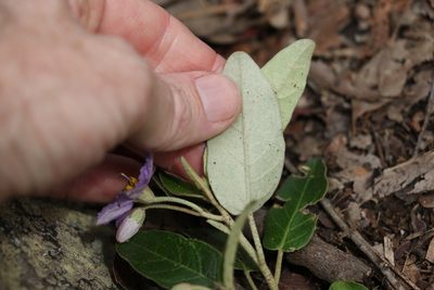 Solanum tetrathecum, photographed by Greg Tasney