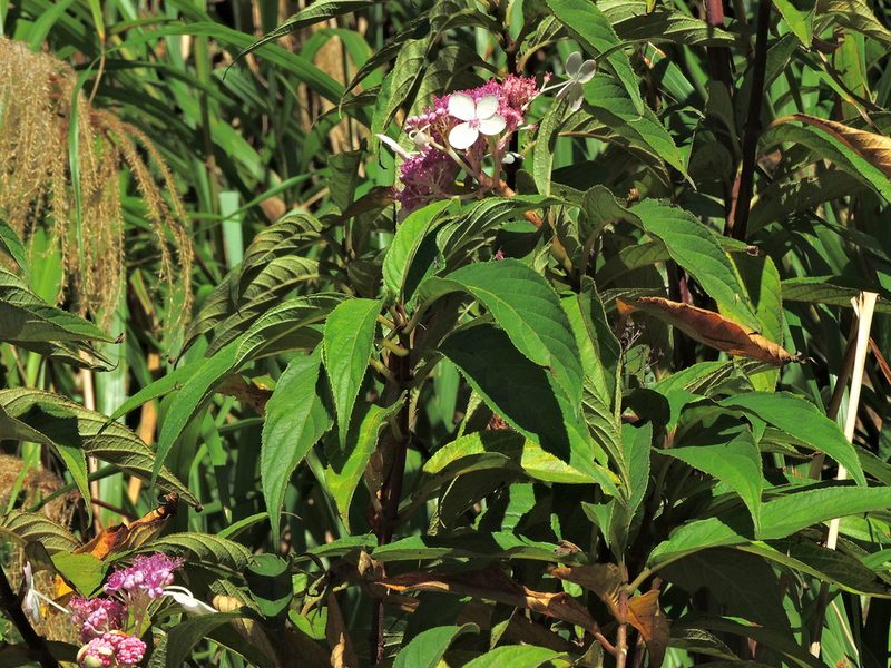 Hydrangea longifolia, photographed by Jacy Chen