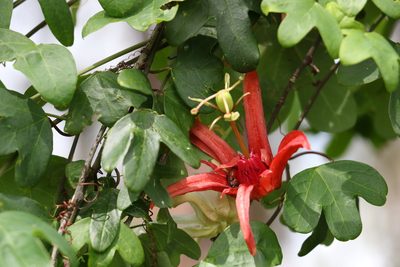 Passiflora aurantia, photographed by Greg Tasney