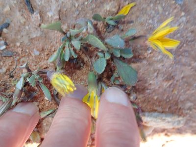 Gazania lichtensteinii, photographed by Peter Warren