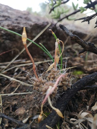 Anacampseros filamentosa, photographed by Ricus Nel