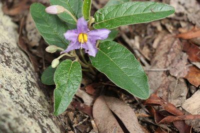 Solanum tetrathecum, photographed by Greg Tasney
