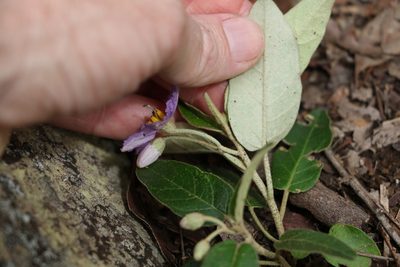 Solanum tetrathecum, photographed by Greg Tasney