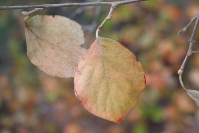 Styrax officinalis, photographed by Edmundas Greimas