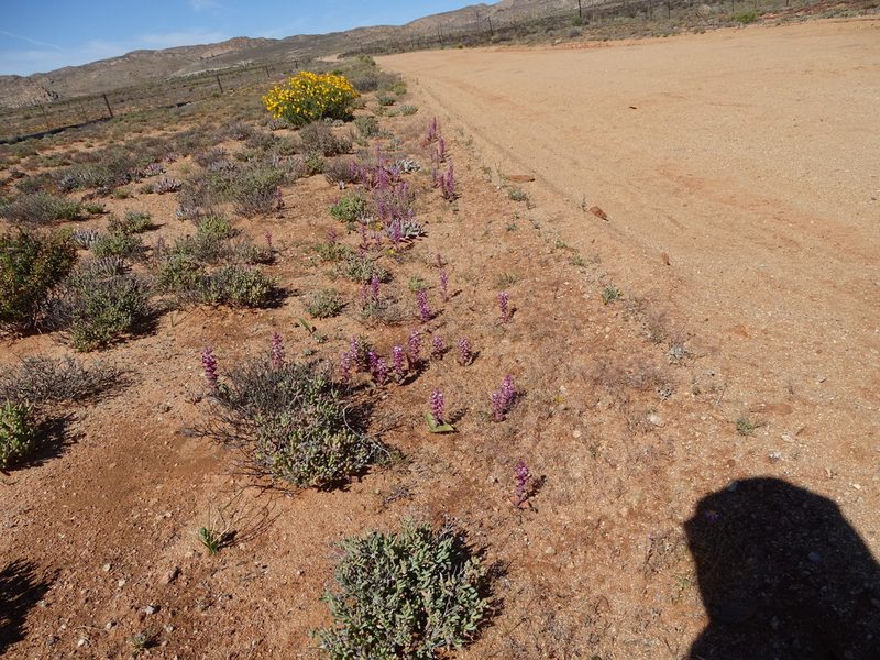 Lachenalia carnosa, photographed by Peter Warren