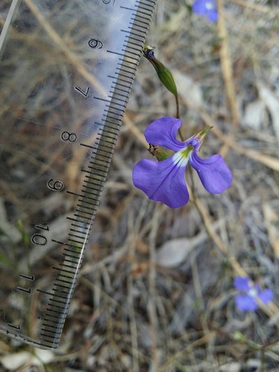Lobelia tenuior, photographed by Helium Luo