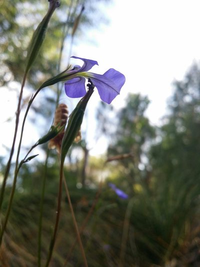 Lobelia tenuior, photographed by Helium Luo