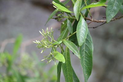 Pavetta australiensis, photographed by Greg Tasney