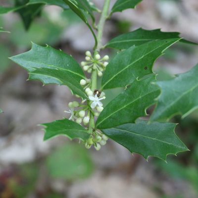 Ilex colchica, photographed by Юрий Данилевский (Yuriy Danilevsky)