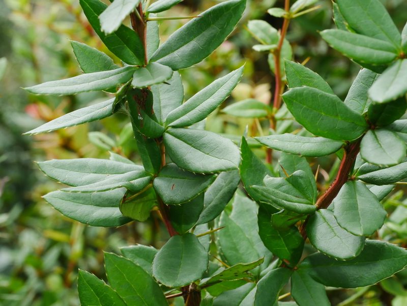 Berberis hayatana, photographed by Jacy Chen