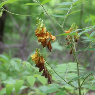 Vicia crocea, photographed by Юрий Данилевский (Yuriy Danilevsky)