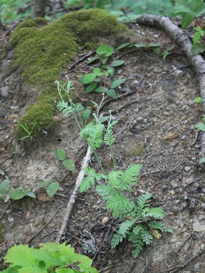 Tanacetum poteriifolium, photographed by Юрий Данилевский (Yuriy Danilevsky)