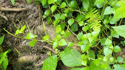 Peperomia pellucida, photographed by Cheongweei Gan