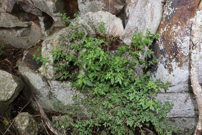 Nyssanthes diffusa, photographed by Greg Tasney