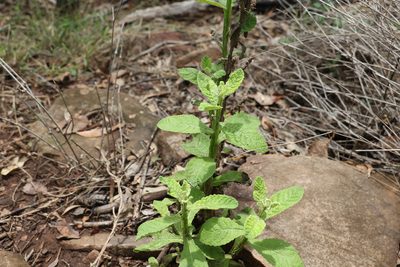 Pterocaulon redolens, photographed by Greg Tasney