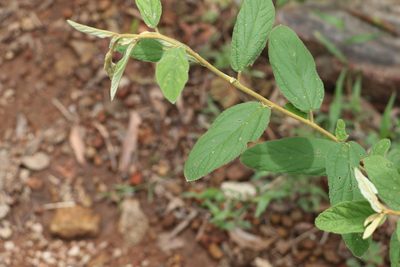 Sida hackettiana, photographed by Greg Tasney