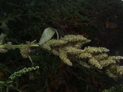 Amaranthus retroflexus, photographed by Alexis Tinker-Tsavalas