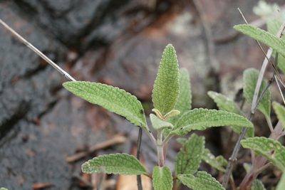 Coleus alloplectus, photographed by Greg Tasney