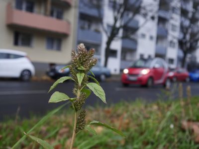 Amaranthus retroflexus, photographed by Alexis Tinker-Tsavalas