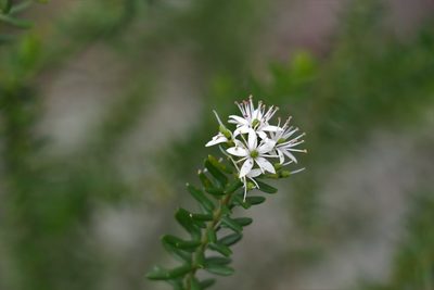 Leionema gracile, photographed by Greg Tasney