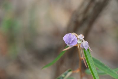 Seringia hillii, photographed by Greg Tasney