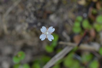 Epilobium nummulariifolium, photographed by Christopher Stephens