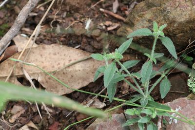 Opercularia hispida, photographed by Greg Tasney