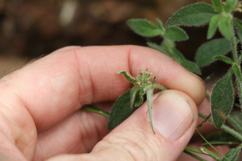 Opercularia hispida, photographed by Greg Tasney