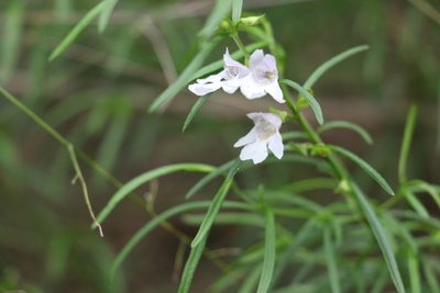 Prostanthera nivea, photographed by Greg Tasney