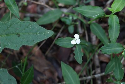 Aneilema biflorum, photographed by Greg Tasney