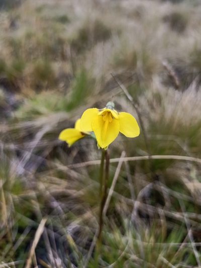 Diuris monticola, photographed by Matthew Lincoln