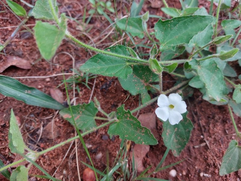 Thunbergia neglecta, photographed by Manuel R Popp