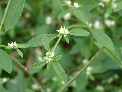 Alternanthera ficoidea, photographed by 雲一百香果