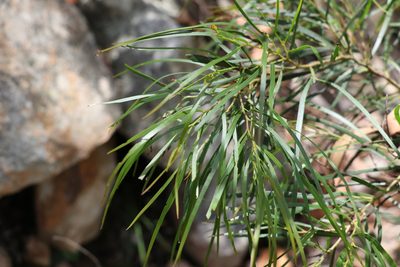 Acacia acrionastes