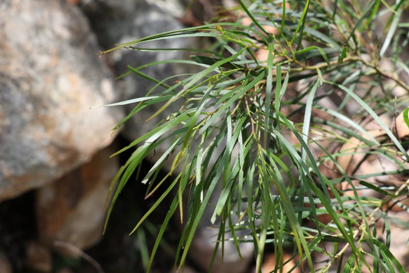 Acacia acrionastes, photographed by Greg Tasney