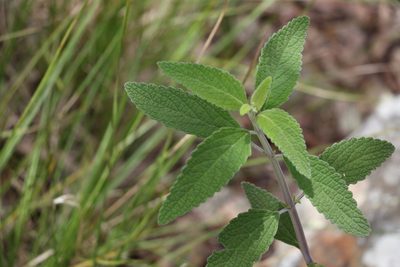 Coleus alloplectus, photographed by Greg Tasney