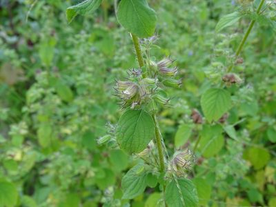 Mesosphaerum suaveolens, photographed by 雲一百香果