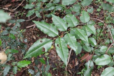 Pentaceras australe, photographed by Greg Tasney
