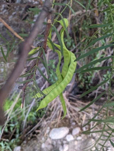 Neltuma chilensis, photographed by mgentile