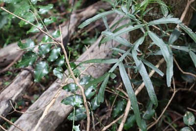Atalaya salicifolia, photographed by Greg Tasney